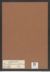 Goniothecium ? obtusum Ehr. (de-Toni-Nr.: Genus 157, Species 4226) Zeichnungen Sammlung Grunow Mappe 04223 (Herbarium_W_Grunow_drawings_Folder_04223)